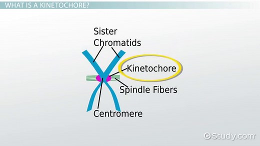 Kinetochore | Definition, Function & Structure