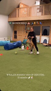 🇺🇸With its incredible drive, intelligence, and agility, the Malinois is a true force of nature in Mondioring! This sport requires precision, teamwork, and absolute trust between dog and handler. From obedience to protection work – every training session brings new challenges. Who else here trains Mondioring with their dog? Share your experiences, tips, or favorite moments in the comments! 🐾💪. 🇩🇪 Mit diesem unglaublichen Trieb, der Intelligenz und der Agilität ist der Malinois eine echte Na