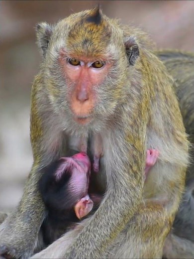Love tiny baby monkey drink milk