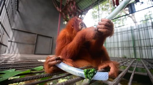 The Orangutan Project on Instagram: "Asih has officially clocked off from Jungle School… but the fun isn’t over yet! Back in her enclosure for the evening, this clever young orangutan is on a mission: getting every last yummy nut out of the plastic tubing packed tight with leaves. It’s not just a snack - it’s a challenge! Watch her poke, pull, shake, and investigate like a true forest problem-solver. This is called enrichment, and it’s a vital part of orangutan rehabilitation. Activities like th