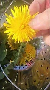 Dandelion Tea #dandelions