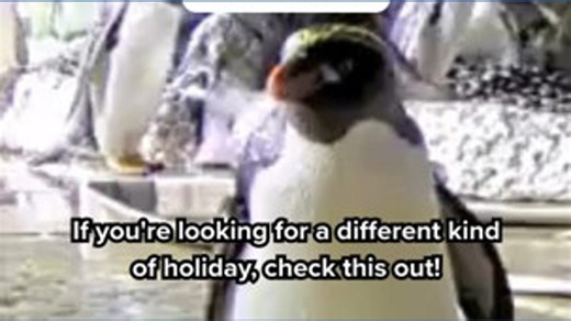 SeaWorld San Diego's Penguin Cam is back, offering a festive glimpse into the lives of over 200 penguins. Watch species like King and Gentoo amid snowy scenes. | CBS 8 San Diego