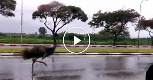 Runaway emu sprints across highway