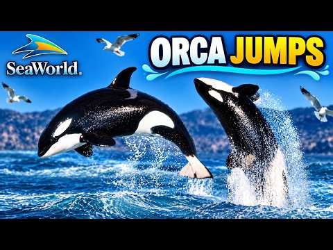 FULL SeaWorld Dolphin Show I Best California Family Adventure I SeaWorld FULL Experience
