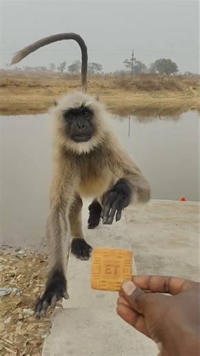 Curious Langur Runs to Grab Biscuit from My Hand 🐒🥠