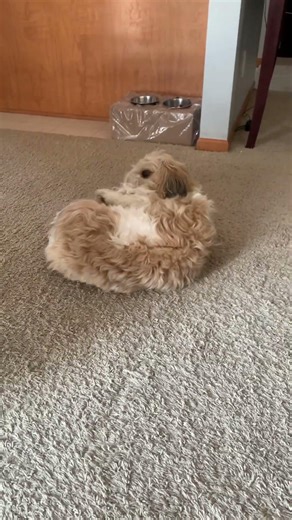 #funnyvideo #dogshorts #cute