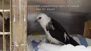 This isn't your average release! Swallow-tailed Kites will migrate to their breeding grounds in Florida, raise their young, roost communally and fatten themselves up before heading back to their wintering grounds in South America! Rehabilitation Manager, Breanna F., is familiar with kite behavior due to her and Mina's (our Great Horned Owl ambassador) involvement in Avian Research and Conservation Institute - www.arcinst.org Swallow-tailed Kite tagging and tracking projects! For this special rel