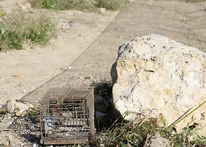 Video: 133 trapping sites found in one day