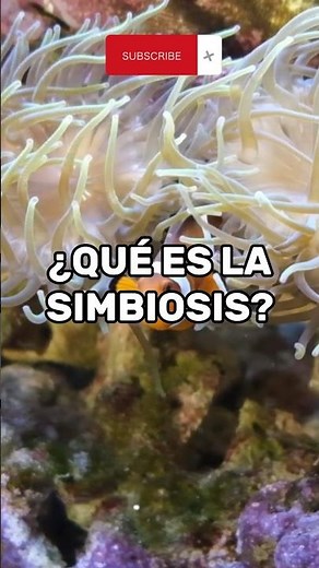 ¿Qué es la simbiosis?