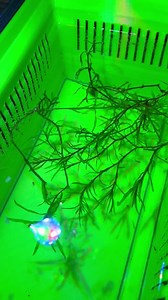 Fry Tray | Adjustable Arms | Built in Air Line - Etsy