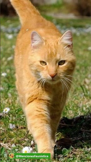 #OrangeCat | Feline genetic mystery | Felis catus