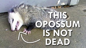 When frightened by a predator, opossums pass out, foam at the mouth, and release stinky gases to dissuade the predator from eating it. | Cottage Life