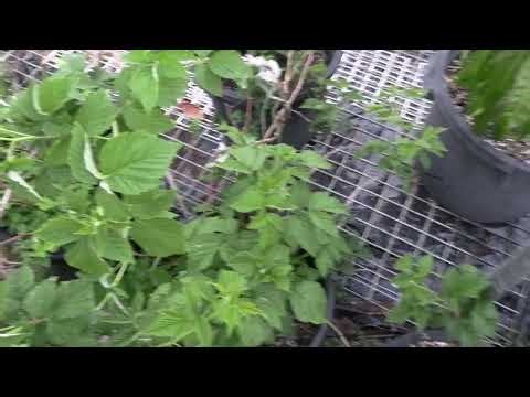 Tulameen Raspberry in the Subtropics.