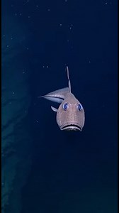 This fish may be a grenadier/ratfish (Coryphaenoides armatus) #DeepSea #DeepOcean #SeaLife #AbyssalPlain #OceanMystery #Underwater #deepseacreatures #Midwater #Reels #ROV #Nature #SeaCreatures | Deep Ocean World