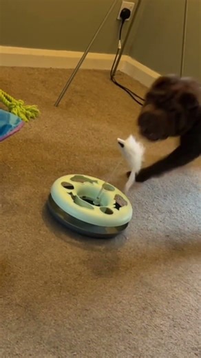 Barry The Sharpei plays with cat toys #sharpei #puppy #dogshorts #shorts #shortvideo