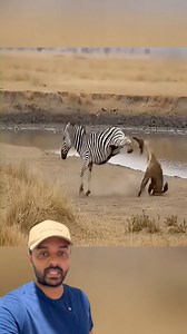 Hiena inventou de ir logo na Zebra 😲 | Nativo RO