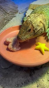 Belated birthday wishes to our own Ladybug Lotusflower, our now 19-year-old female caiman lizard who was treated to her favorite food – ground turkey (and yes, in the shape of a heart, aww!). Even though her caretakers garnished her plate with a pretty star-shaped mango, she ignored that, oh well! Happy Birthday Ladybug Lotusflower! Yum! She looked so satisfied after eating her tasty treat! | San Francisco Zoo