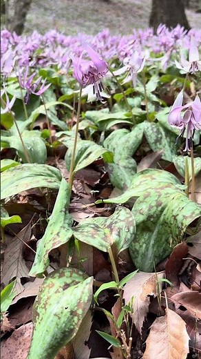 春の奇跡。カタクリの花が咲く森(岐阜県可児市鳩吹山) #岐阜