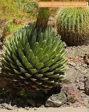 Agave victoriae-reginae Blooming at Ruth Bancroft Garden