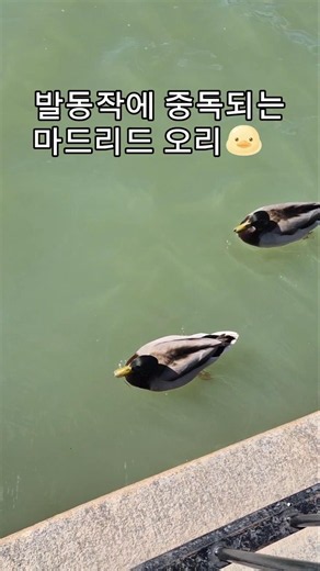 발동작 좀 봐 ! #마드리드 #스페인여행