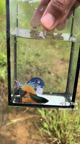 Amazing Betta Fish in Lake , Catching