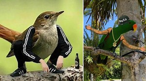 Start Your Morning On A Weird Note With These 15 Birds With Arms