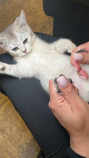 How to raise a well behaved kitten! 💕 #kittens