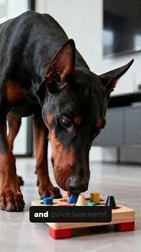 Top 10 Smartest Dog Breeds 🧠🐶 (Ranked!)