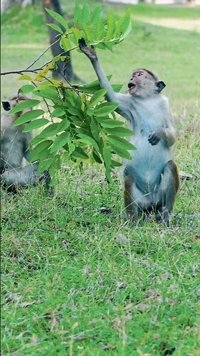 Funny “Drunk” Monkey Can’t Even Sit Straight 😵🐒 | Hilarious Wildlife Moment