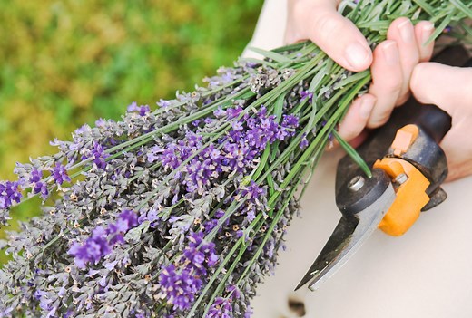 Follow These Lavender Pruning Tips for Healthier, Fuller Plants