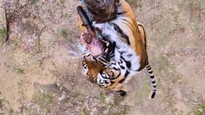 Tiger Vs. Feed pole Watch Kuasa show off his climbing skills on our feed pole! These towering structures keep our big cats on their toes, simulating the thrill of the hunt while mentally and physically stimulating them. | Dallas Zoo