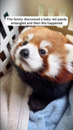 Baby Red panda Rescue — You Won't Believe the Ending