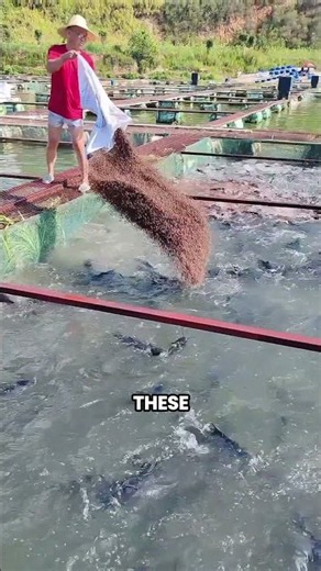 The Smart Floating Fish Farm That Turns Water Into Food