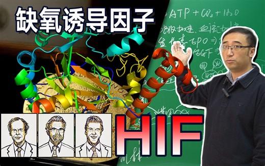 缺氧时人体会有什么变化？癌症治疗又有新方法！【2019诺贝尔医学奖解读】