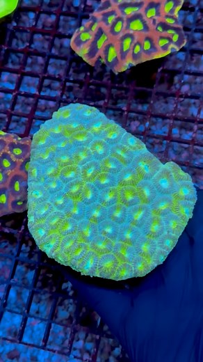 Out of all the WYSIWYG Favia colonies here at the shop, this green and blue mixed piece is by far our favorite!🔥🪸 Such a crazy blend of colors, check out all of them at Corals.com! 25% off for Mother’s Day! . . . . #corals.com #livecoral #reeftank #coral #frags #reefporn #reefers #eatsleepreef #reefjunkie #fishtank #corals #coraladdict #coralporn #coraltank #reefaquarium #reeftank #allmymoneygoestocoral #allmymoneygoestocorals #reef #reefgeek #saltwateraquarium | Corals.com