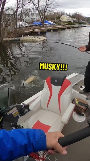 Mastering the Figure 8 Technique for Musky Fishing