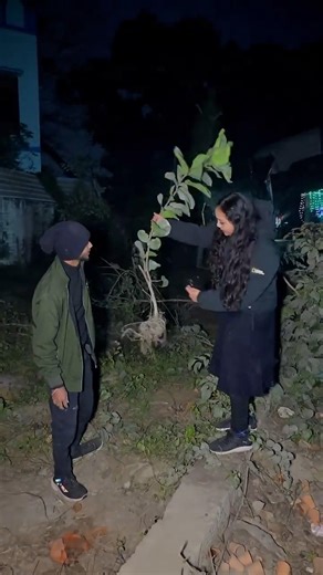 Is it sibling abuse? But Fiddle leaf fig is above bhai’s feelings❌🌱✨#plants #gardening #garden