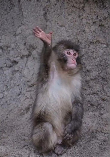 You WON’T believe Punch’s sweet zoo goodbye ritual! 🐵 #punchmagic #punch #fyp #punchthemonkey