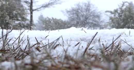 How grass survives in extreme cold environments