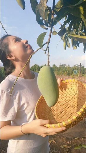 Green Forest Live latest video: Giant Mango, Country Life & Nature | Vietnam Farmer Life