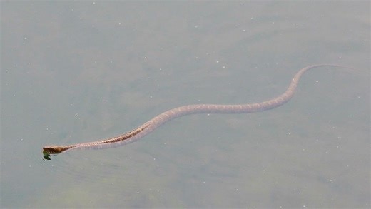 5 most snake-infested lakes and ponds in Delaware. What you need to know before going out