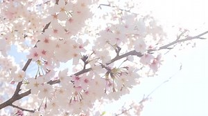 桜　春の景色の動画｜無料の動画素材サイト「動画AC」