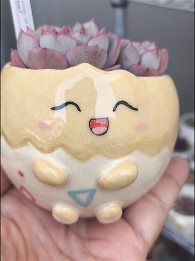 Echeveria Journey: Exploring Succulent Varieties