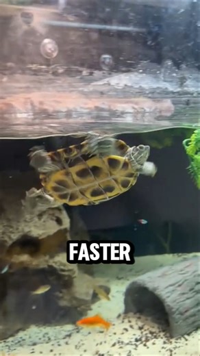 TURTLES Are FASTER Than You Think
