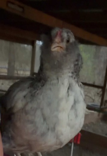 Rooster or Hen? Identifying Your Chickens