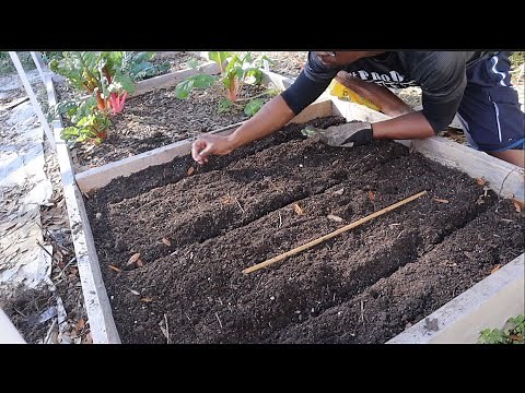 HOW TO PLANT BEETS IN RAISED BEDS! 2 METHODS FOR PLANTING/GROWING BEETS!! RAISED BED GARDENING!!