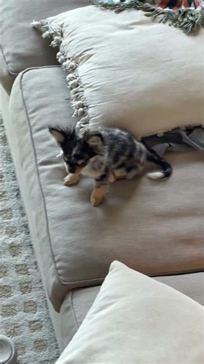 Biggest and smallest dog in the world