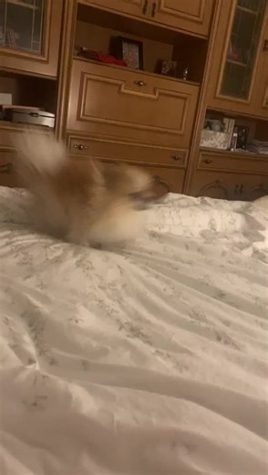 #померанскийшпиц