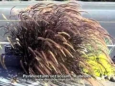 Pennisetum setaceum 'Rubrum' - Red Fountain Grass