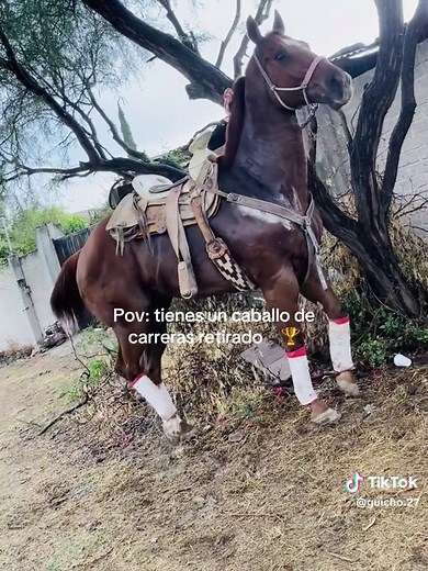 Caballo de carreras retirado: ¿qué pasó con Robocop?
